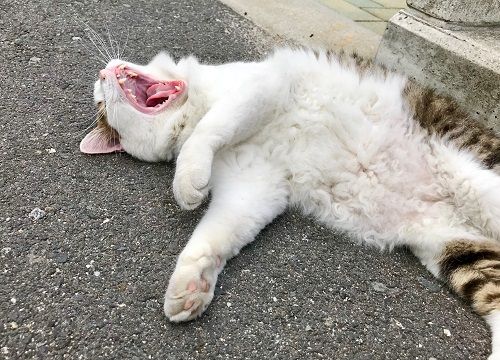 直島ねこ8