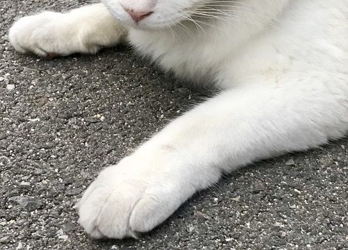直島ねこ9