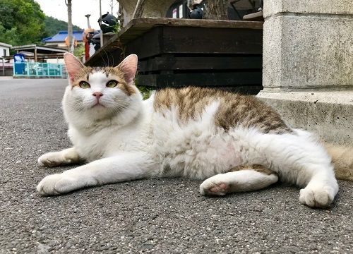 直島ねこ3