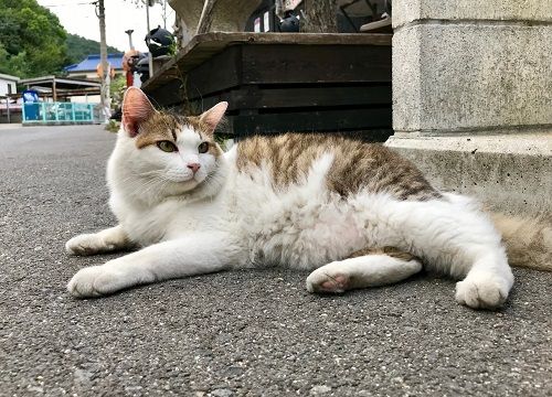 直島ねこ1