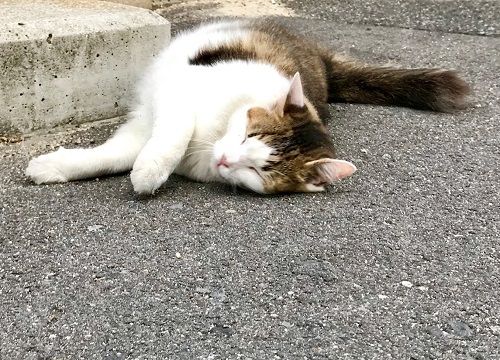 直島ねこ5