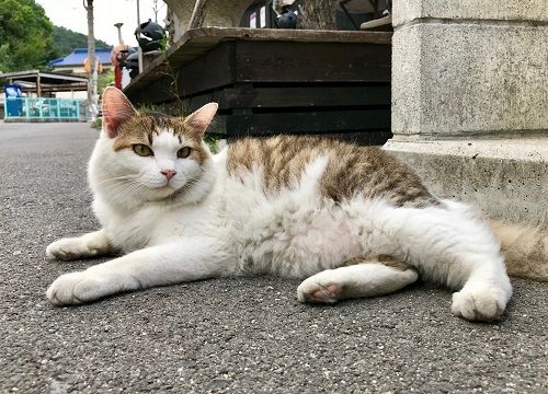 直島ねこ2
