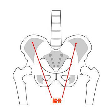 腸骨