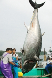 マグロちゃん.jpg