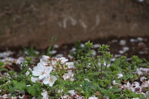 aIMG_0202