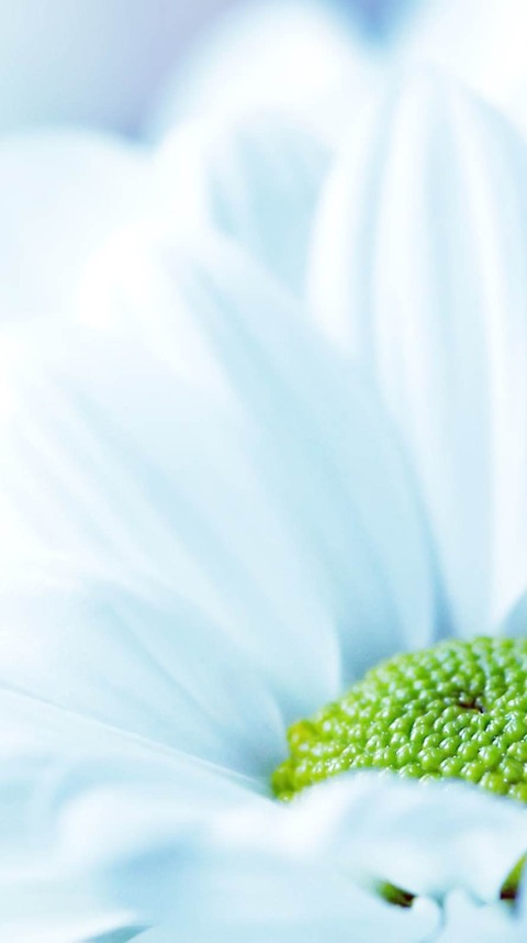 1813_wallpaper_89021590_iPhone6