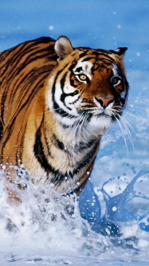 1822_wallpaper_89021590_iPhone6