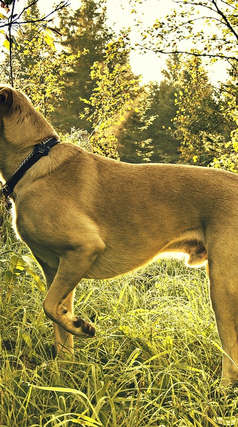 1804_wallpaper_89021590_iPhone6