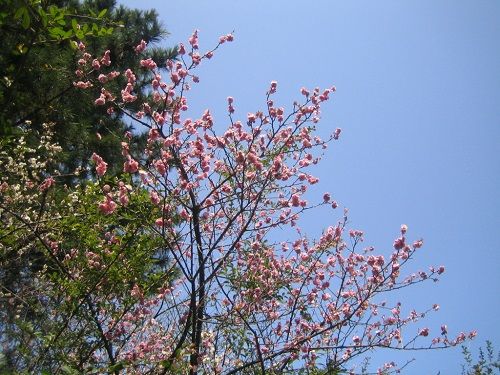 IMG_4539