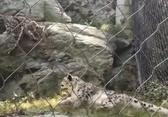 ユキヒョウのお母さん自分の子供にめっちゃビックリしてしまうwwwwwwwwww