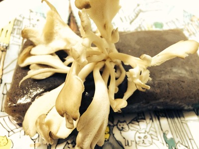写真 2014-03-23 17 42 58