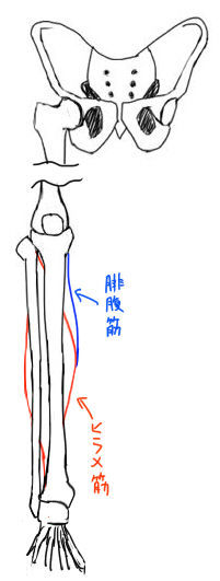脛~ふくらはぎ4