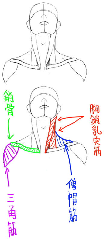 首から肩にかけて 目立つ骨と筋肉 イラストのはなしをしよう