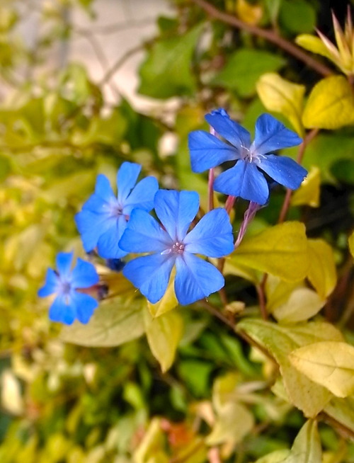 R0016161