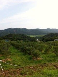 ブルーベリー①