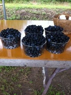ブルーベリー④