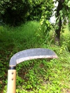 草刈①
