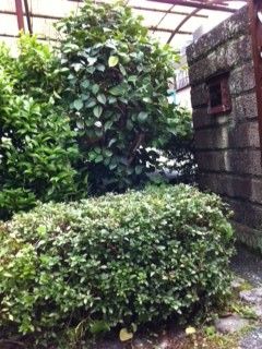 草刈⑤