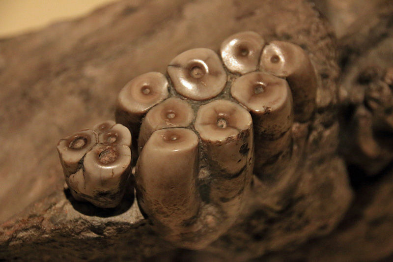 【モンハン】たくさんあってわからなかった…