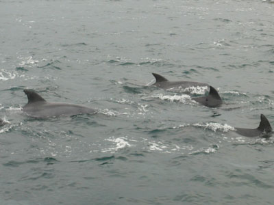 ip100115 00600