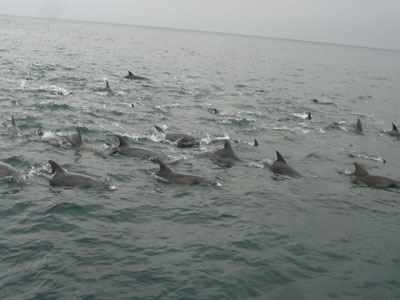 ip100115 00100