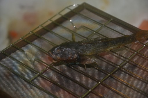 2013y05m21d_172127861