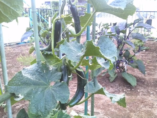 2012y11m18d_190508676