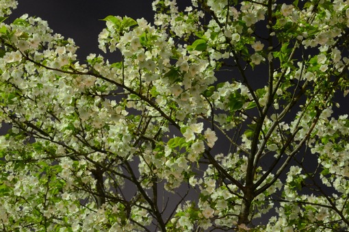 2013y05m19d_141200859