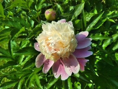 IMG_20170514_083044-400x300