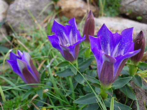 IMGP1464