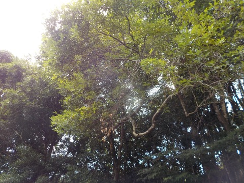 DSCN2595