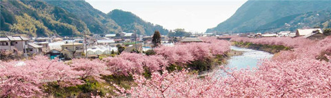 sakura