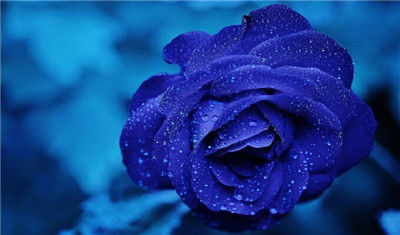 薔薇青色花言葉