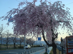 2010sakura2 006