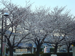 2010sakura2 010