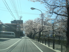 2010sakura 007