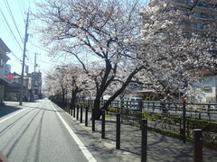2010sakura 006
