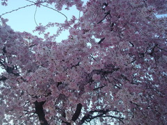 2010sakura2 016