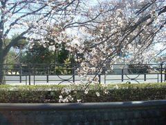 2010sakura 002