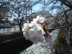 2010sakura 005
