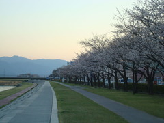 2010sakura2 011