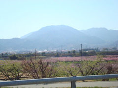 4momo 003