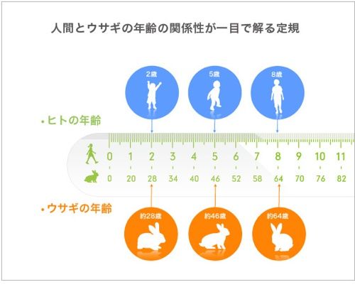 ウサギメモリ5