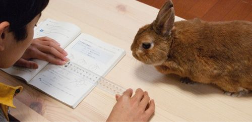 ウサギメモリ3