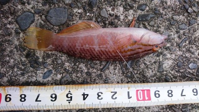 【朗報】ワイ釣り初心者、なかなかの釣果でご満悦(※画像あり)