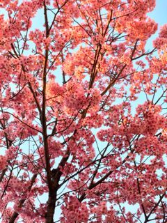 sakura4
