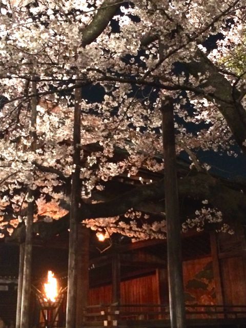 sakura1