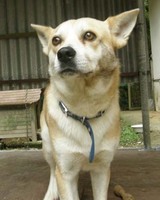 父犬