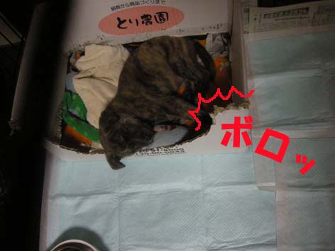 ボロハウス
