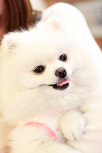 犬の結婚指輪